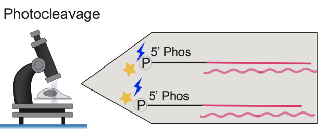 *Developing high resolution spatial omics technologies to examine the cellular functions of biomedical condensates*