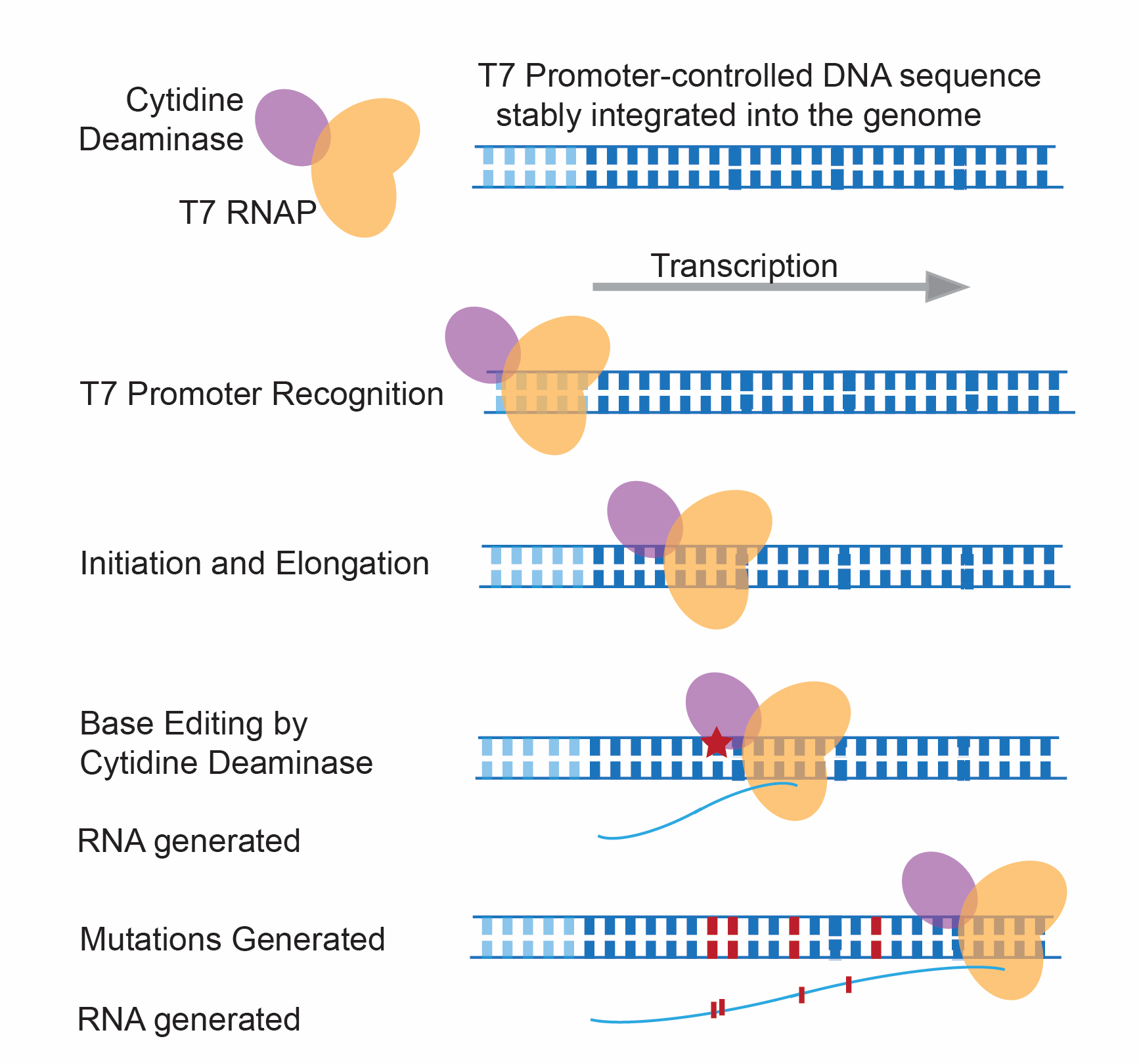 *Novel gene editing tools for directed evolution of endogenous gene loci and for temporal recording*