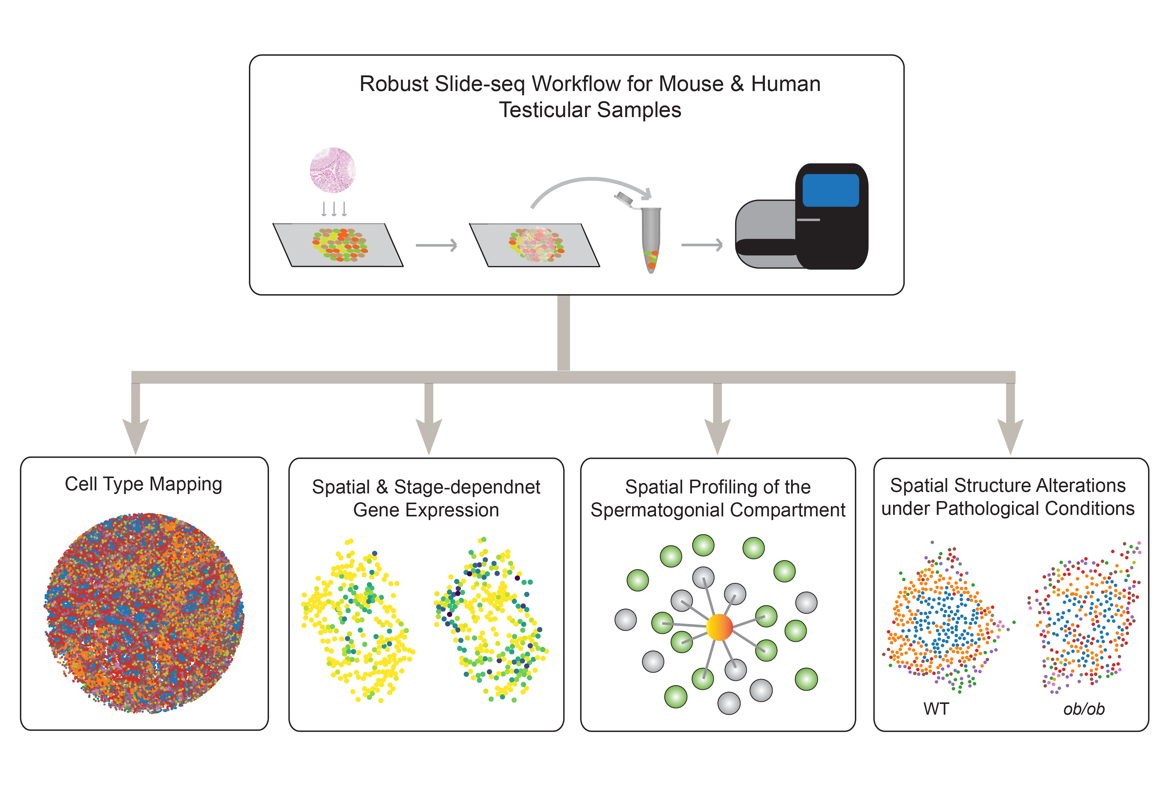 *High-resolution spatial genomics for studying mammalian spermatogenesis*