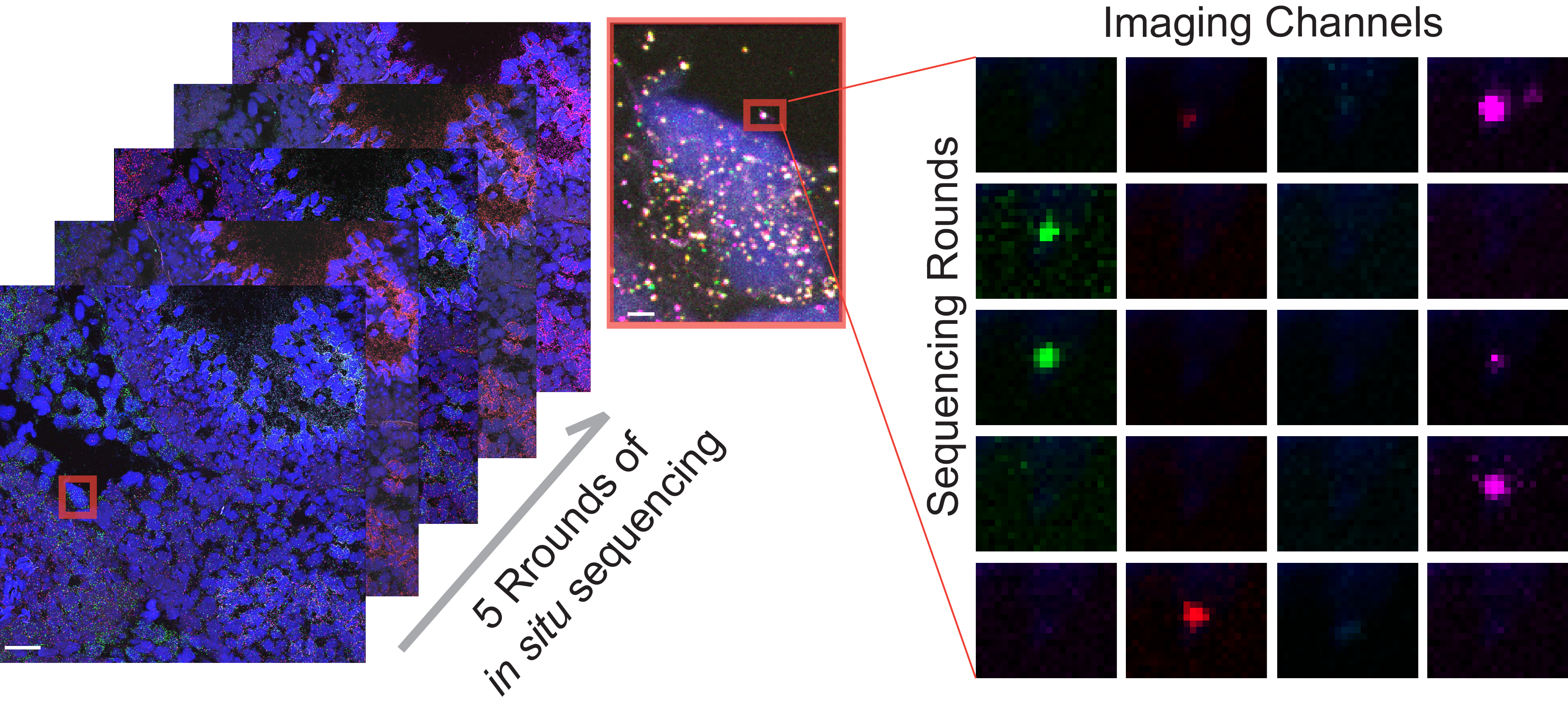 *Spatially-resolved functional genomics to study gene functions in the native tissue context*